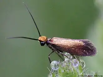Мелкокрыл калужницевый (Micropteryx calthella)