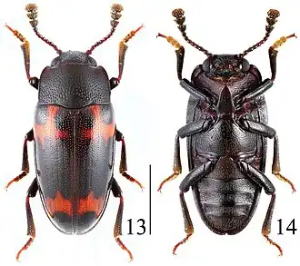 Microsternus perforatus