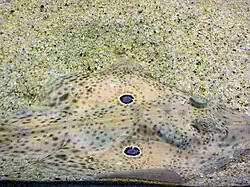 Глазчатые пятна — единственный заметный элемент окраски сливающегося с фоном дна мексиканского ромбового ската (Raja texana)