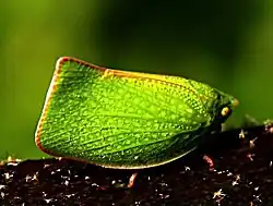 Siphanta acuta