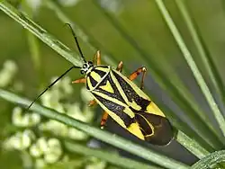 Brachycoleus decolor