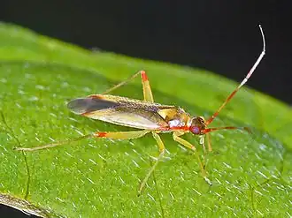 Campyloneura virgula