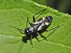 Globiceps fulvicollis