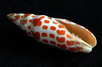 Епископская митра