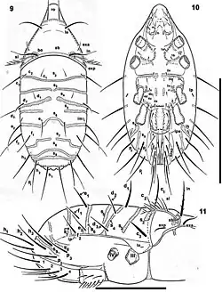 Mixacarus turialbaiensis