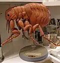 Модель Pulex irritans из зоомузея Zoologischen Sammlung Rostock (ФРГ)