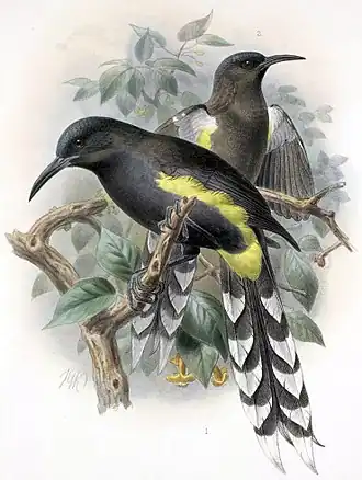 Moho apicalis