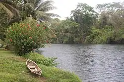 Мохо в деревне Бум-Крик в Белизе