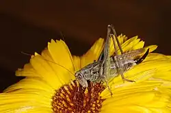 Platycleis albopunctata самка