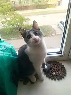 БЕСПОРОДНЫЙ ДОМАШНИЙ КОТЁНОК