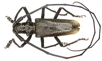 Усач чёрный пихтовый4 апреля 2013