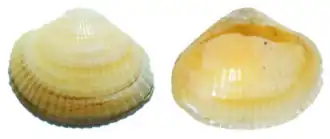 Створка Monodacna caspia из голоценовых отложений Каспийского моря