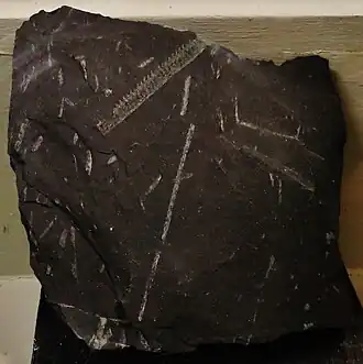 Граптолиты девона