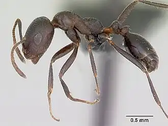Рабочий Monomorium areniphilum