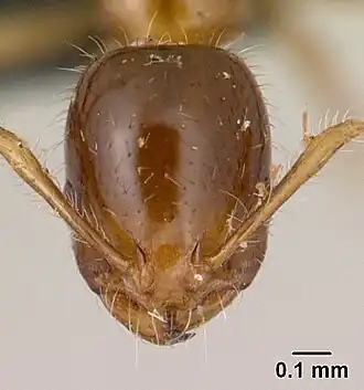 Erromyrma latinodis
