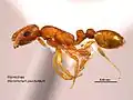 Monomorium punctulatum