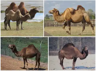 Верхний ряд: бактриан, хавтагай;
Нижний ряд: дромадер, нар.