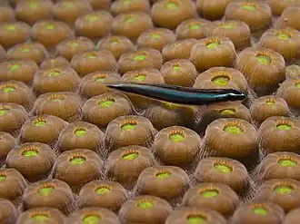 Elacatinus oceanops над кораллом Montastraea cavernosa