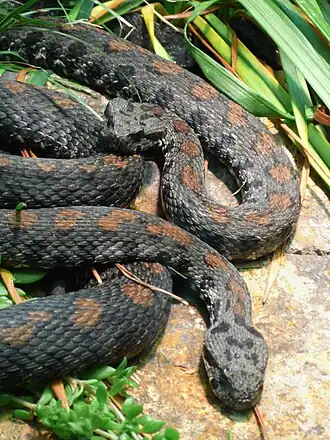 Список пресмыкающихся, занесённых в Красную книгу Армении30 ноября 2015