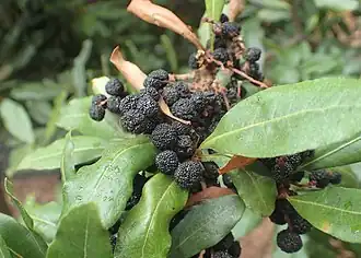 Зрелые плоды-костянки