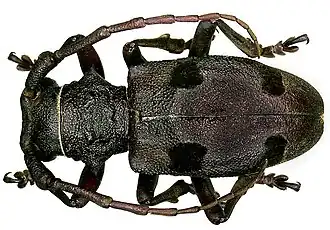 Morimus funereus