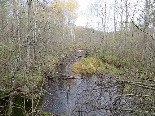 Река Морье в урочище Пурново. Вид на восток. 2015 г.