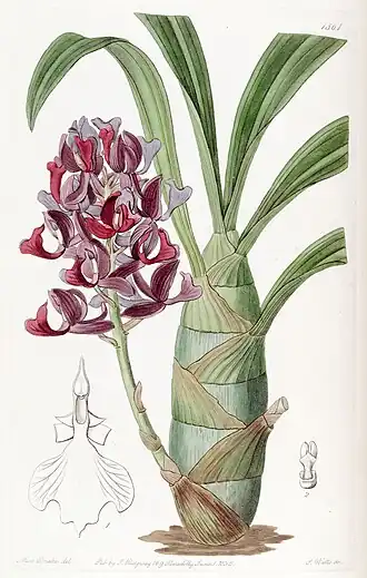 Mormodes atropurpurea - номенклатурный тип рода. Ботаническая иллюстрация Edwards's Botanical Register, volume 22 plate 1861