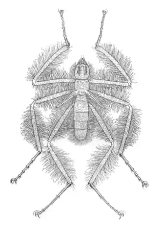 Mormotomyia hirsuta, единственный вид семейства Mormotomyiidae