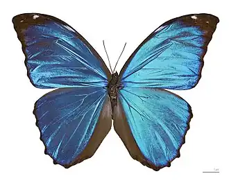 Morpho menelausMorphinae