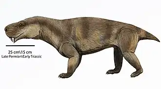 Реконструкция Moschorhinus kitchingi