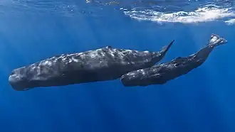 The sperm whale