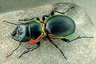 Mouhotia gloriosa planipennis