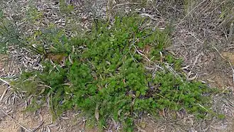 Общий вид растения