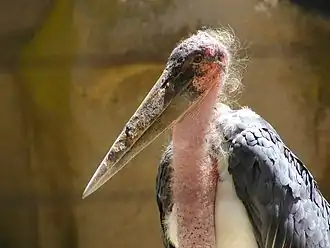 Африканский марабу