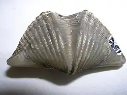 Mucrospirifer thedfordensis