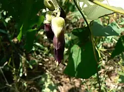 Цветки мукуны