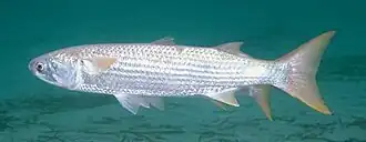 Кефаль-лобан (Mugil cephalus)