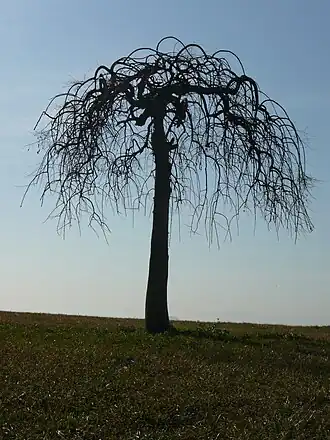 Broussonetia papyrifera. Общий вид дерева