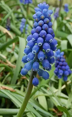 Гадючий лук незамеченный (Muscari neglectum)
