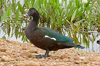 Дикий селезень в Бразилии