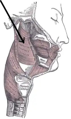 Стрелка указывает на верхний констриктор глотки
