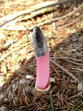 Мутинус Равенеля