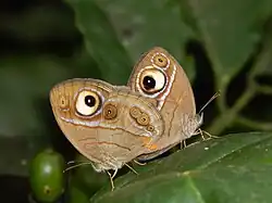 Пара бабочек Mycalesis patnia с пятнами, напоминающими глаза, на нижней стороне крыльев