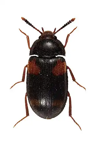 Mycetophagus bipustulatus