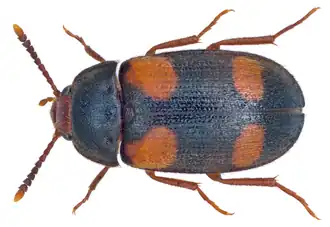 Mycetophagus quadripustulatus