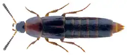 Mycetoporus lepidus