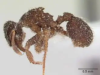 Xerolitor explicatus