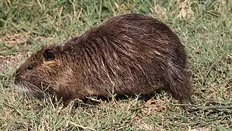 В окрестностях озера успешно акклиматизировалась нутрия