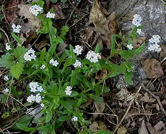 Незабудка рыхлая