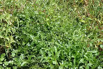 Незабудка рыхлая подвид дернистая